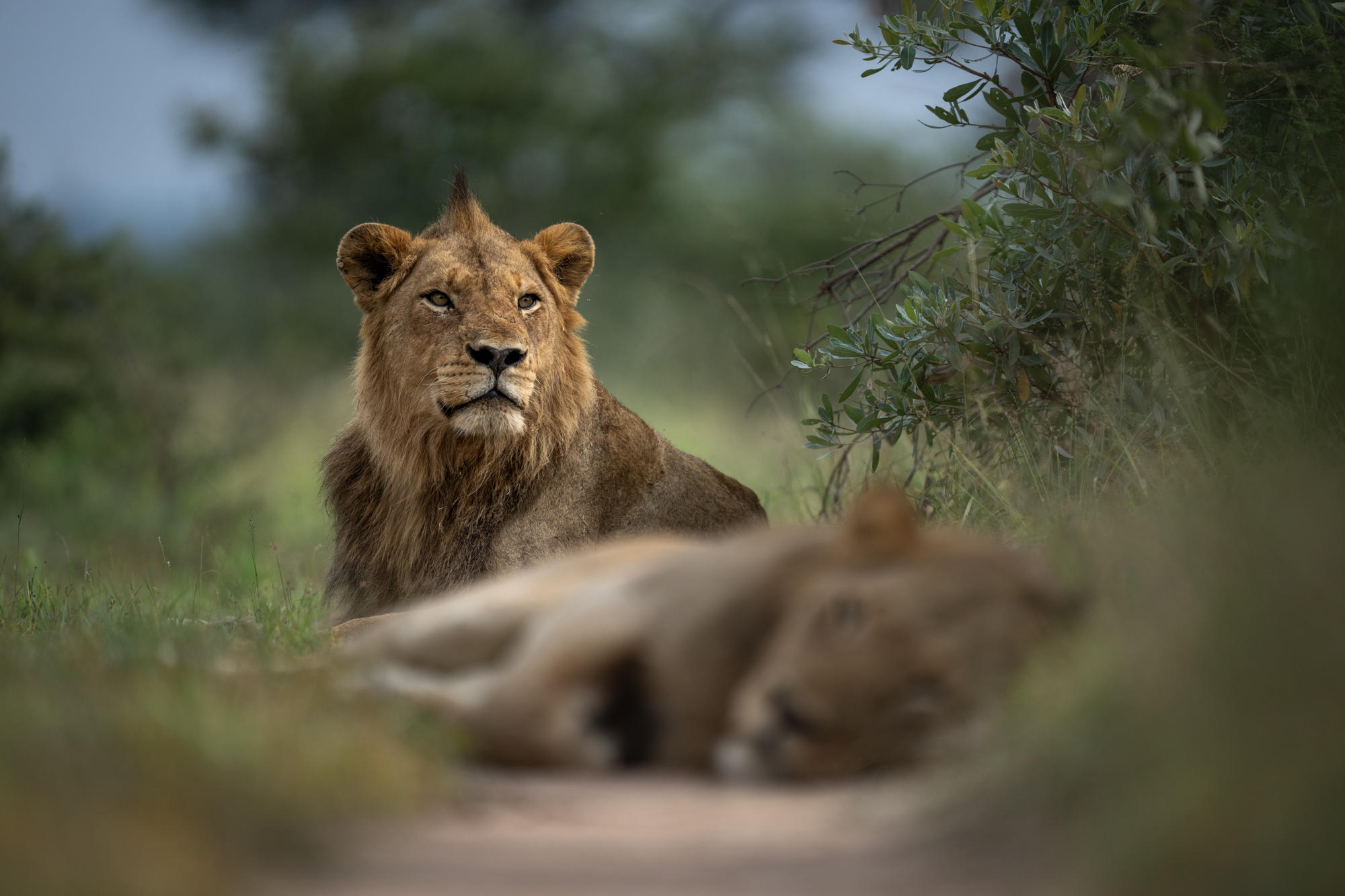 Lion in Tanzania's Serengeti Breakaway region